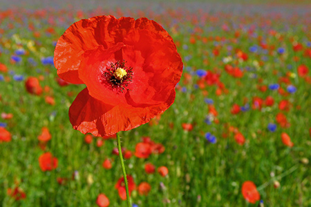 Remembrance Day